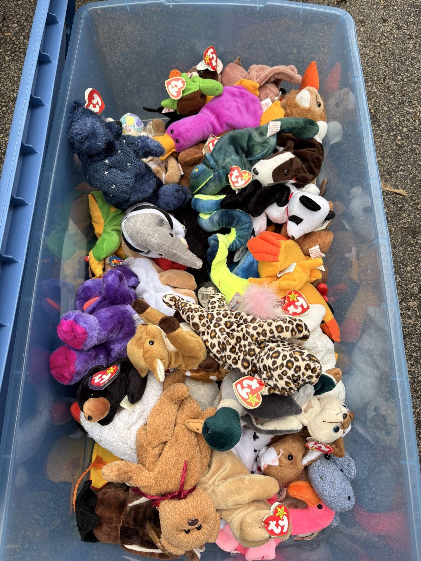 Large Collection Of Beanie Babies