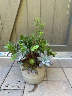 Assorted Succulent Plants
