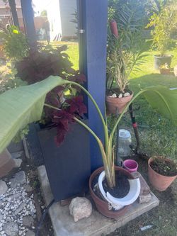 Bird Of Paradise