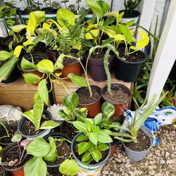 Small plants 5 each 