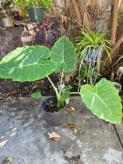 Elephant ear plants.