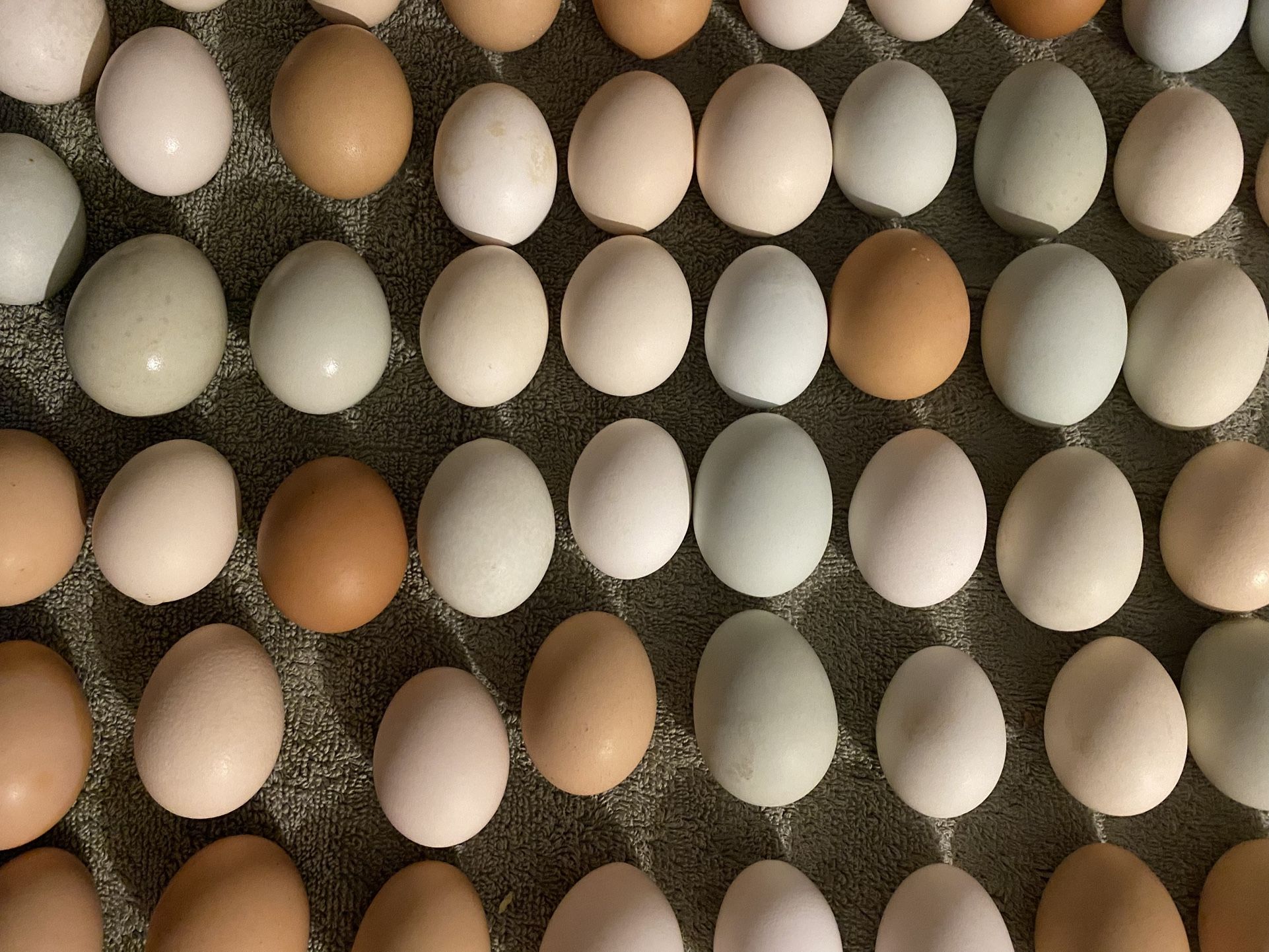 Chicken Eggs