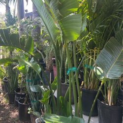Bird Of Paradise $75 each