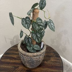 Satin Pothos With Moss Pole