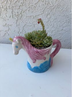Echeveria Marcus