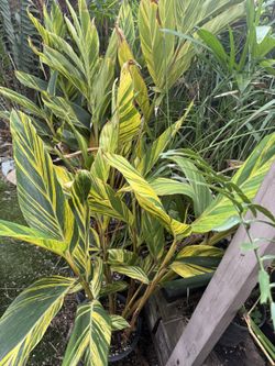 Variegated Ginger