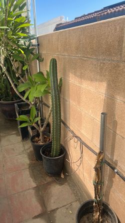 San Pedro cactus