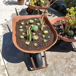 One! Succulent Wheelbarrow Flower Bed! Must Go! ***I Have More Available!!!