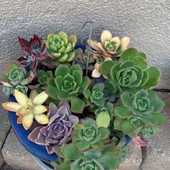 Succulent Arrangement In 8 Inch Ceramic Glazed Pot 