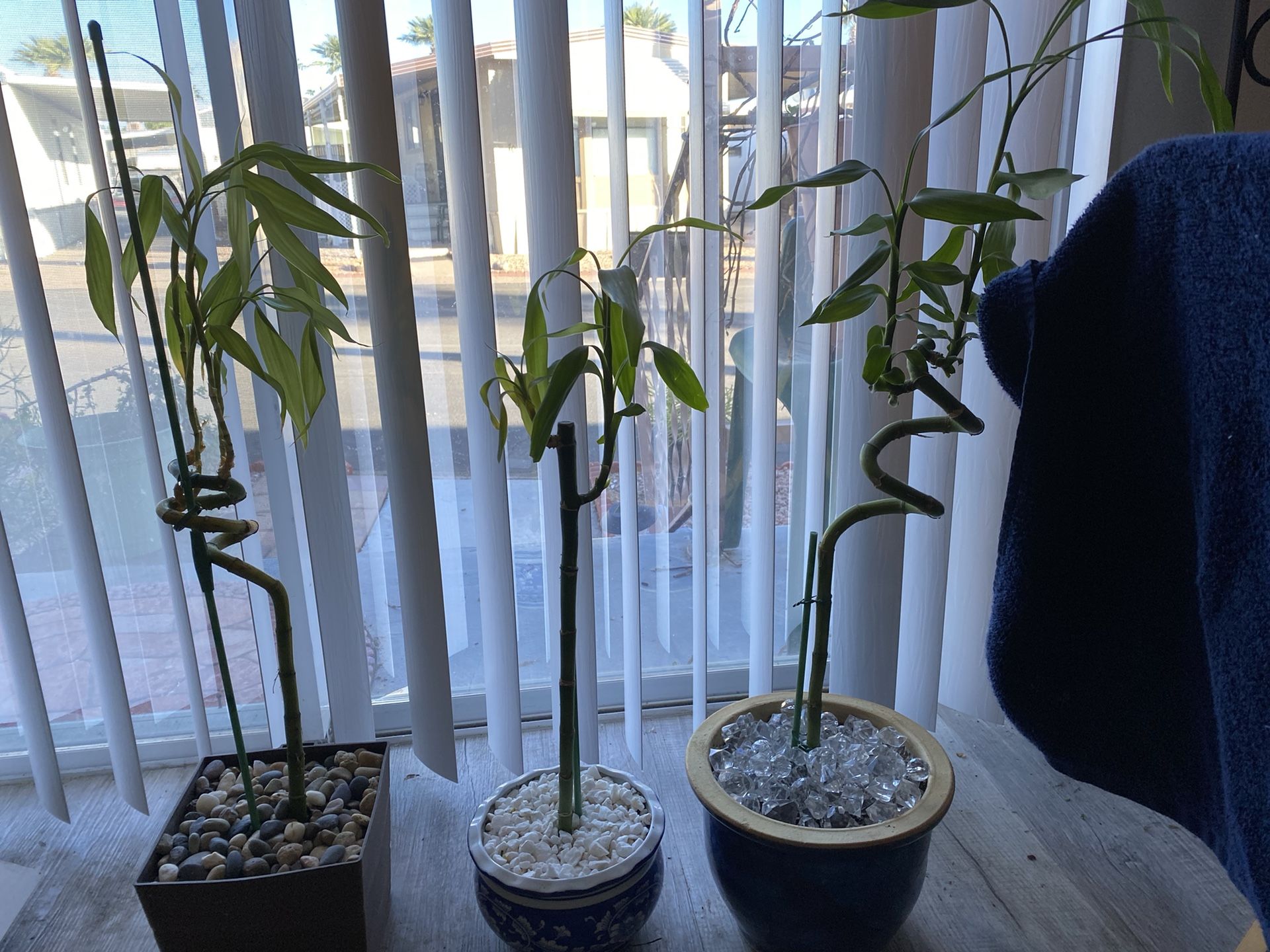 Three Bamboo Available Now