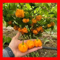🌶🔥 Scotch Bonnet Plants ☆ 1 Gallon Fabric Pot