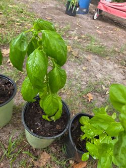 Basil.< Albaca> planta