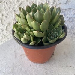 4  Inch Pot Succulent Plant - Echeveria Chihuahuaensis - Cat’s Claw Echeveria - Rooted & Established Plant - Drought Resistant - 🪴 