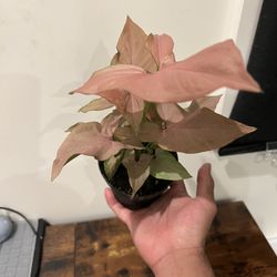 Syngonium Plant 