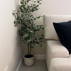 Plant Decor