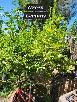 Limon Tree
