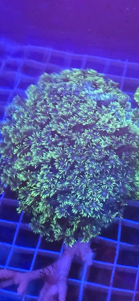 Ornamental Corals For Sale In Lake Worth Beach F.L.