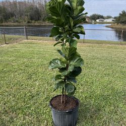 Lyrata Bambino Plant