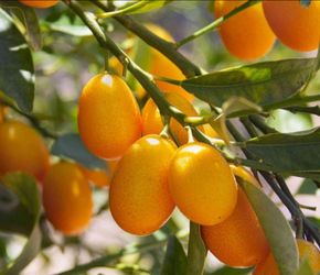 Kumquat Tree