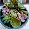 La Plantasaria