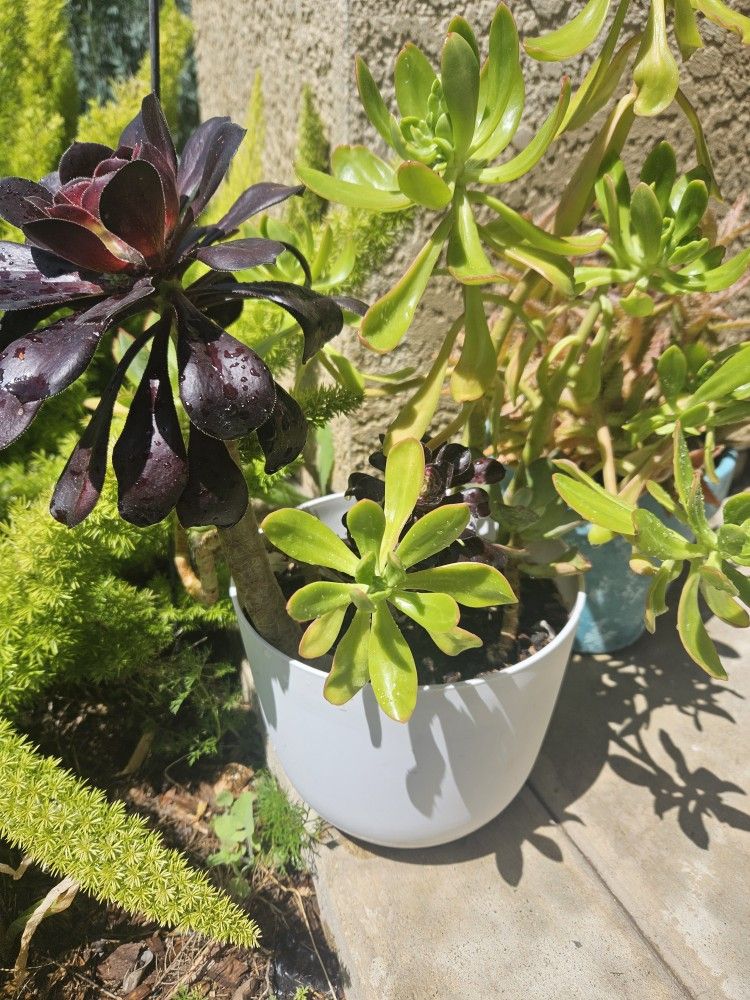 3 Types Of Succulents