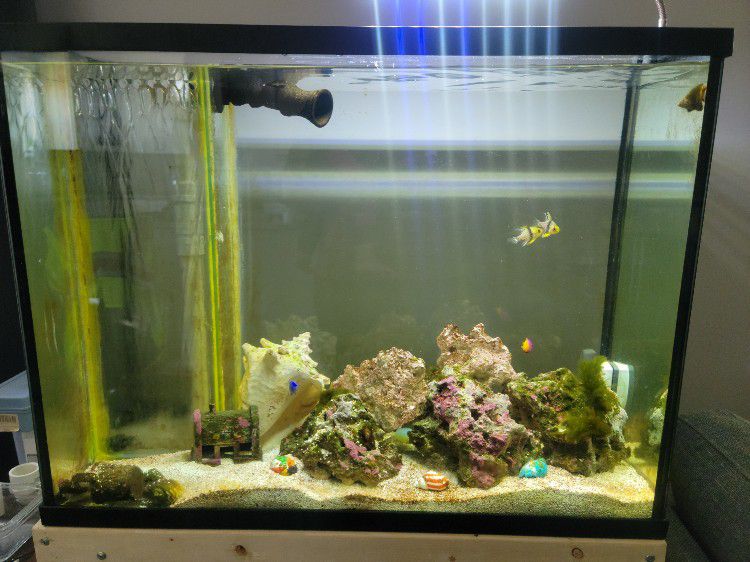 35 Gallon Overflow Saltwater Fish Tank