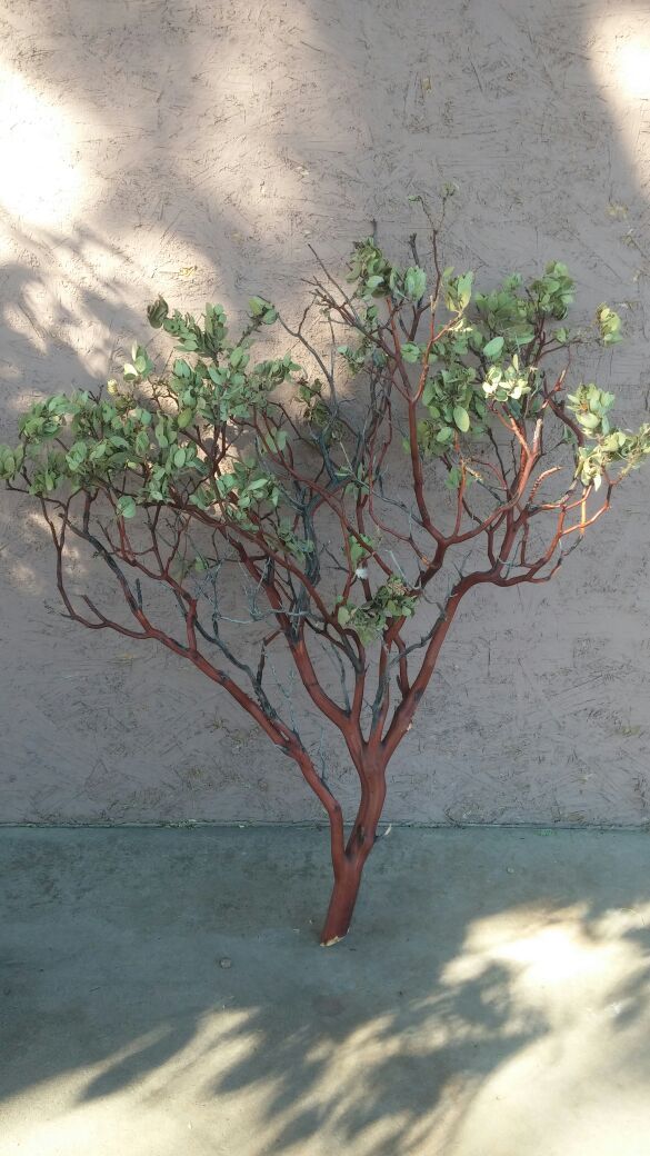 Manzanita branches for Sale in Phoenix, AZ OfferUp