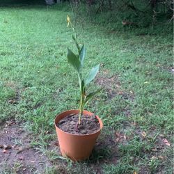  Canna Lillies For Sale