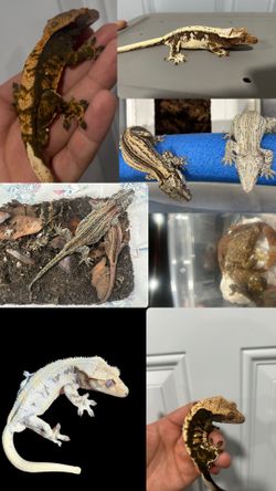 Reptile collection enclosures geckos tokays