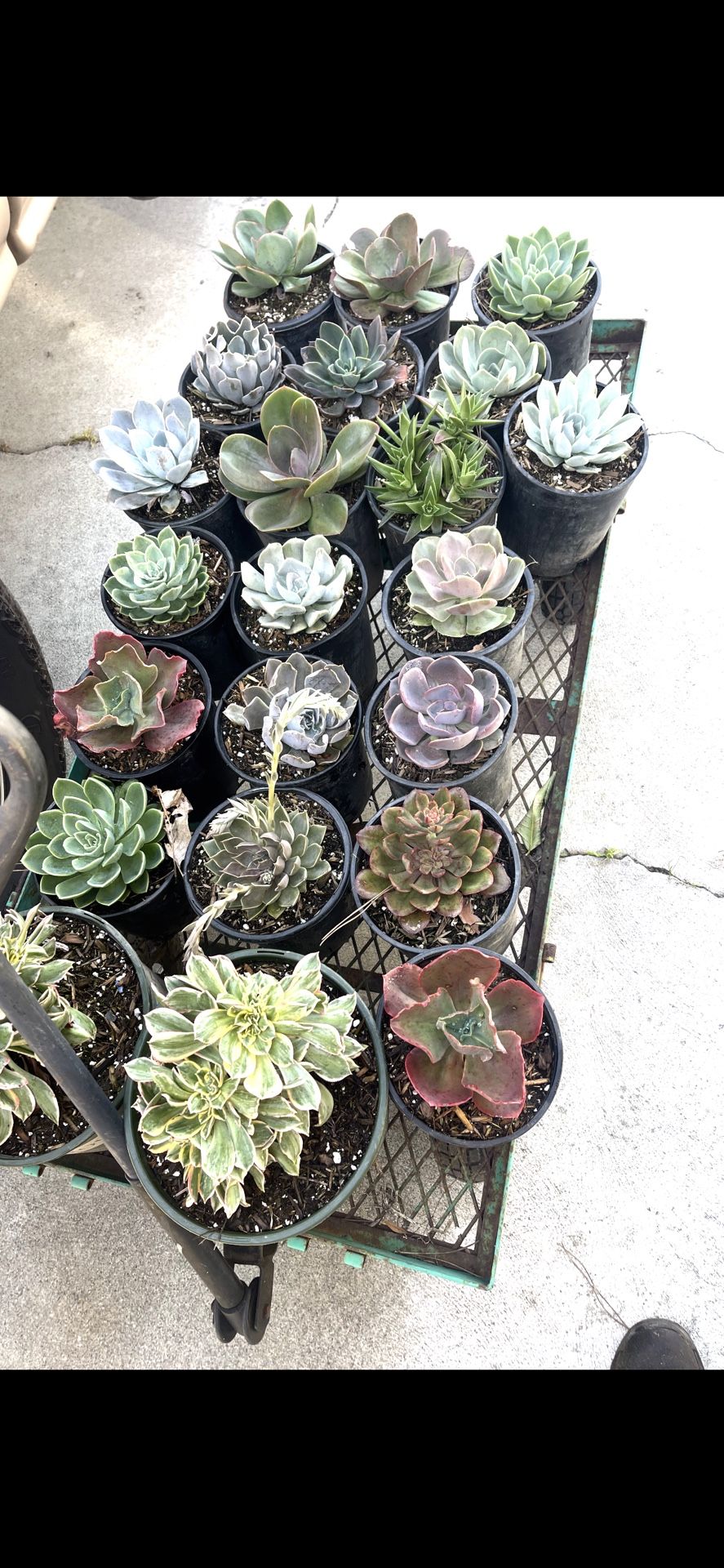 Succulents