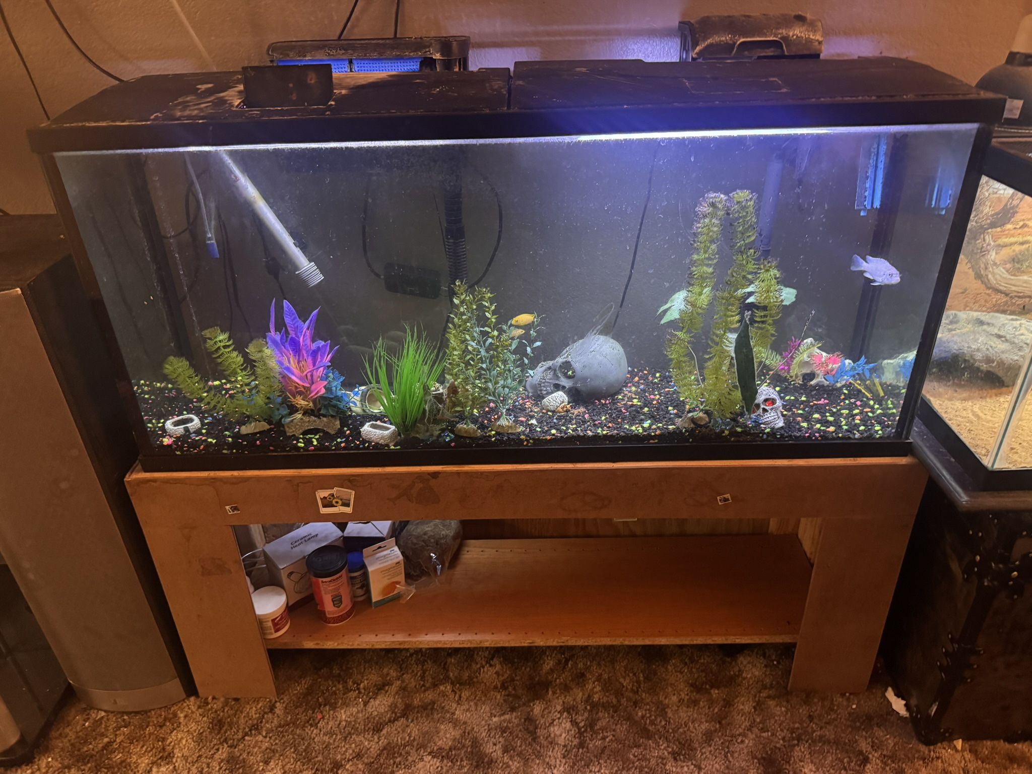 60 Gal Fish tank Complete Setup 