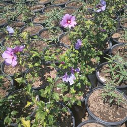 Plantas