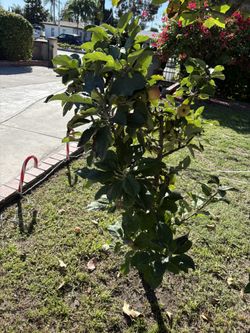 Apple Tree / Fruit Tree