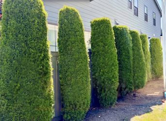 6 Arborvitae trees. Thuja trees. Option for 1 more at additional cost.