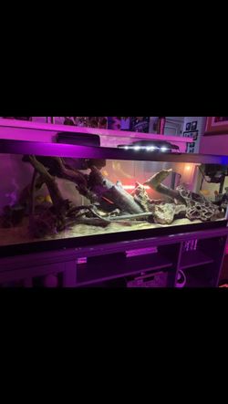 55 gallon low