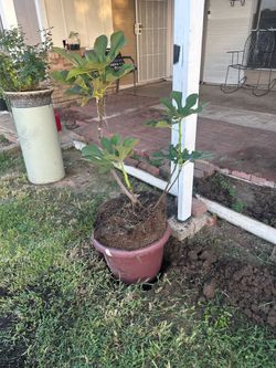 iguera