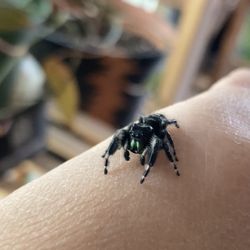 Jumping Spider “PHOTO” 