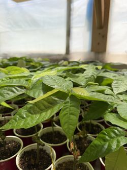 Cacao Plants