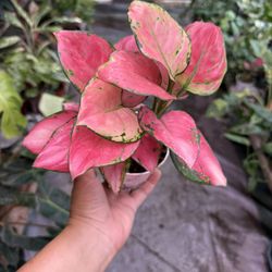 4” Aglaonema Lady Valentine 