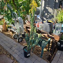 Cactus Blue Montrose 2-5 Feet Tall, Just $25---$35  Each, GREAT  For POTS  or INGROUND...