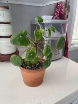Chinese money plant