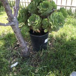 Succulent 