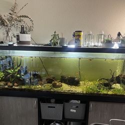 125 Gal Aquarium 500obo