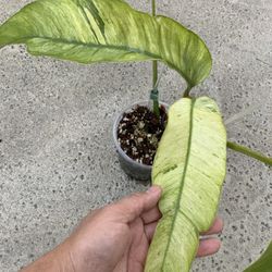 Epipremnum Giganteum Mint Variegated Top Cut Rooted