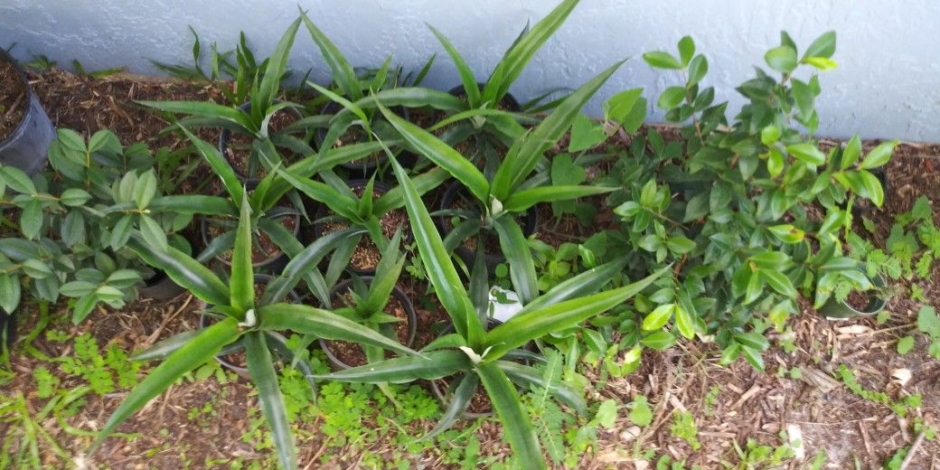 Pineapple Plants