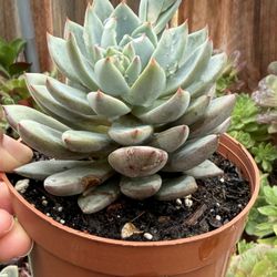 Succulents Plants 4”inch Pot $4 & $5