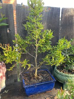 Bonsai plant for sale $50 each many to choose from Bonsai plants for sale $50 each money to choose from