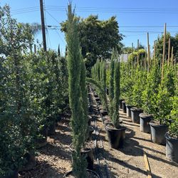 Italian Cypress