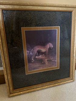Leopard Picture