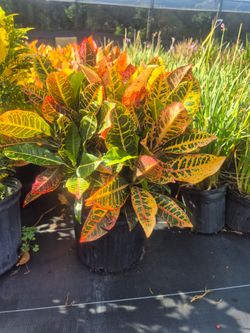 CROTONS PETRA 3GALLONS